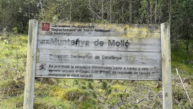 Mollo Sign